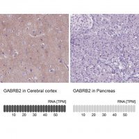 Anti-GABRB2 antibody produced in rabbit