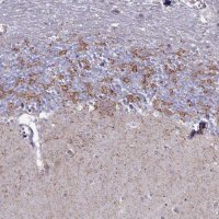 Anti-GAD2 antibody produced in rabbit