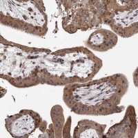 Anti-GADD45B antibody produced in rabbit 