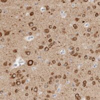 Anti-GADD45G antibody produced in rabbit HPA023606-100UL