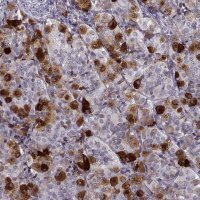 Anti-GAL antibody produced in rabbit 
