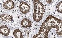 Anti-GAPDH Antibody, clone 10B13, ZooMAb® Rabbit Monoclonal