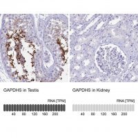 Anti-GAPDHS antibody produced in rabbit 