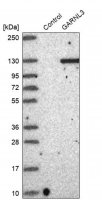 Anti-GARNL3 antibody produced in rabbit