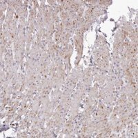 Anti-GARNL3 antibody produced in rabbit