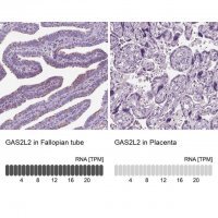 Anti-GAS2L2 antibody produced in rabbit 