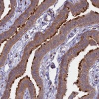Anti-GAS8 antibody produced in rabbit 