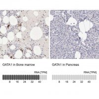 Anti-GATA1 antibody produced in rabbit HPA000232-100UL