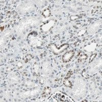 Anti-GATA2 antibody produced in rabbit 