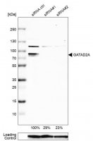 Anti-GATAD2A antibody produced in rabbit 
