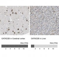 Anti-GATAD2B antibody produced in rabbit 