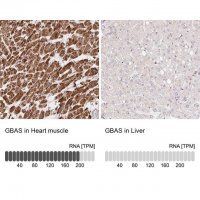 Anti-GBAS antibody produced in rabbit 