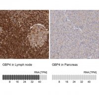 Anti-GBP4 antibody produced in rabbit 