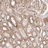 Anti-GBP4 antibody produced in rabbit 