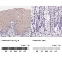 Anti-GBP6 antibody produced in rabbit 
