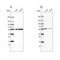 Anti-GC antibody produced in rabbit 
