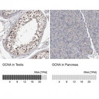 Anti-GCNA antibody produced in rabbit 