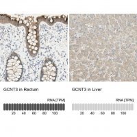Anti-GCNT3 antibody produced in rabbit 
