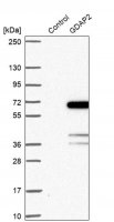 Anti-GDAP2 antibody produced in rabbit 