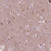 Anti-GDF11 antibody produced in rabbit 
