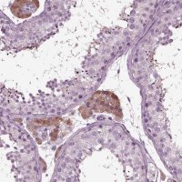 Anti-GDF11 antibody produced in rabbit 