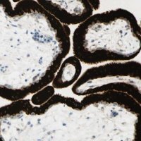 Anti-GDF15 antibody produced in rabbit