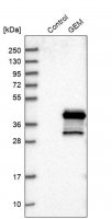 Anti-GEM antibody produced in rabbit 