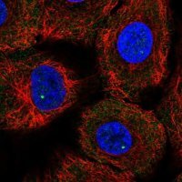 Anti-GEMIN4 antibody produced in rabbit HPA065699-100UL