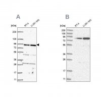 Anti-GFM1 antibody produced in rabbit 