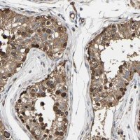 Anti-GFRA3 antibody produced in rabbit