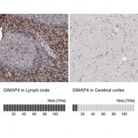 Anti-GIMAP4 antibody produced in rabbit 