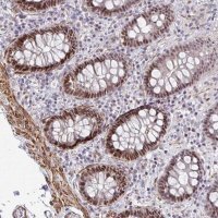 Anti-GINS2 antibody produced in rabbit 
