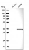 Anti-GINS4 antibody produced in rabbit HPA024663-100UL