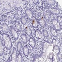 Anti-GIP antibody produced in rabbit 