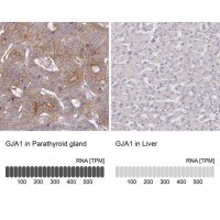 Anti-GJA1 antibody produced in rabbit 