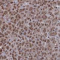 Anti-GJB5 antibody produced in rabbit