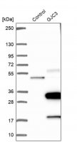Anti-GJC3 antibody produced in rabbit 