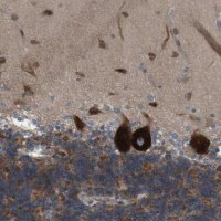 Anti-GJC3 antibody produced in rabbit 