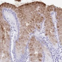 Anti-GKN2 antibody produced in rabbit 
