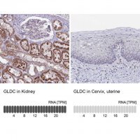 Anti-GLDC antibody produced in rabbit 