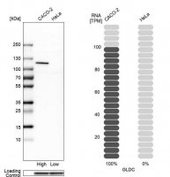 Anti-GLDC antibody produced in rabbit 