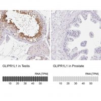 Anti-GLIPR1L1 antibody produced in rabbit 
