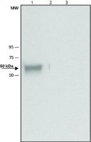 Anti-Glucocerebrosidase antibody produced in rabbit