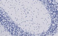 Anti-GluR1 Antibody, clone 1C11, ZooMAb� Rabbit Monoclonal 