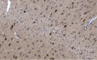 Anti-GluR1 Antibody, clone RH95 ZooMAb� Mouse Monoclonal 