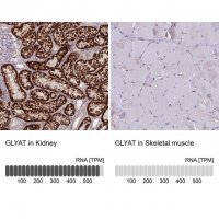 Anti-GLYAT antibody produced in rabbit HPA040251-100UL