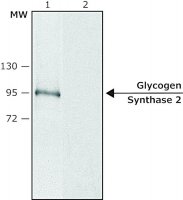 Anti-Glycogen Synthase 2 (C-terminal) antibody produced in rabbit SAB4200295-200UL