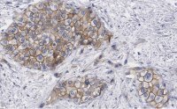 Anti-Glypican-1 Antibody, clone 1J4, ZooMAb� Rabbit Monoclonal 