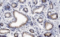 Anti-GM130 Antibody, clone 2M19 ZooMAb� Rabbit Monoclonal 