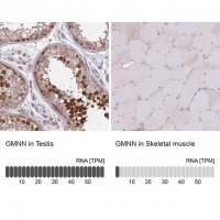 Anti-GMNN antibody produced in rabbit 